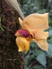 Stanhopea connata, photograph (c) Alan Rockefeller, some rights reserved (CC BY)