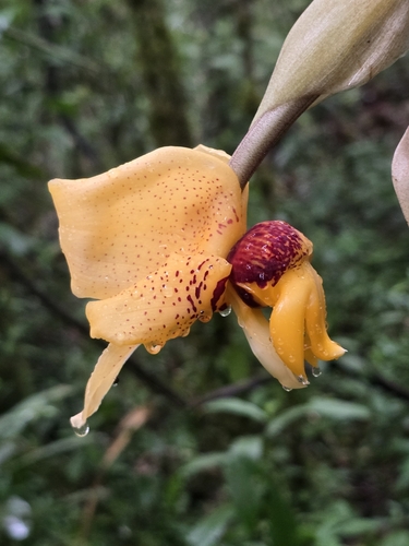 Stanhopea connata, photograph 3