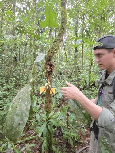 Stanhopea connata, photograph 5