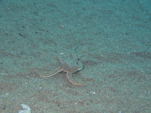 Ophiura ophiura
