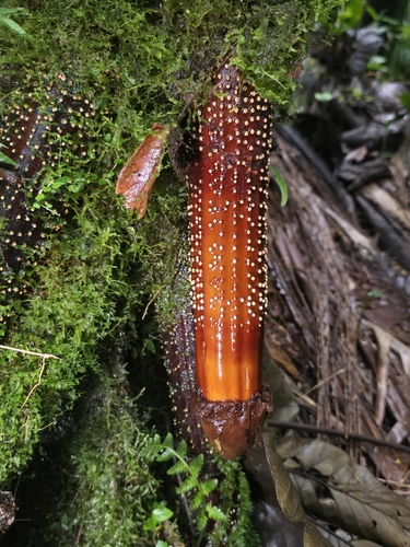 Image of Iriartea deltoidea by (c) Alan Rockefeller, some rights reserved (CC BY)