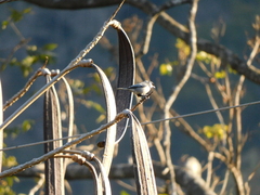 Oroxylum indicum, photograph Jagdish Singh Negi, CC BY, iNaturalist via GBIF