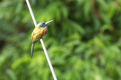 Galbula chalcothorax