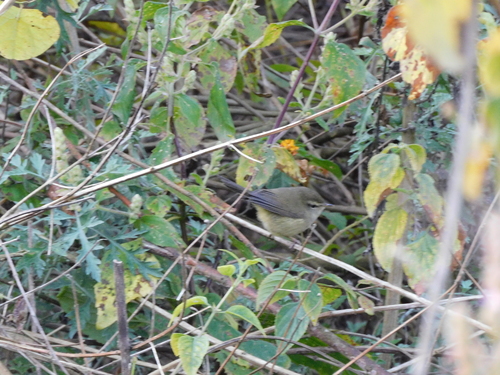 Tytler's Leaf Warbler (Phylloscopus tytleri), photo 4