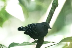 Willisornis poecilinotus