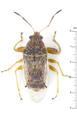 Acanthocrompus incrassatus