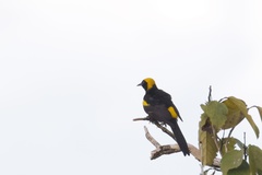 Icterus cayanensis chrysocephalus