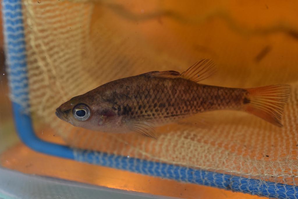 Little Pygmy Perch