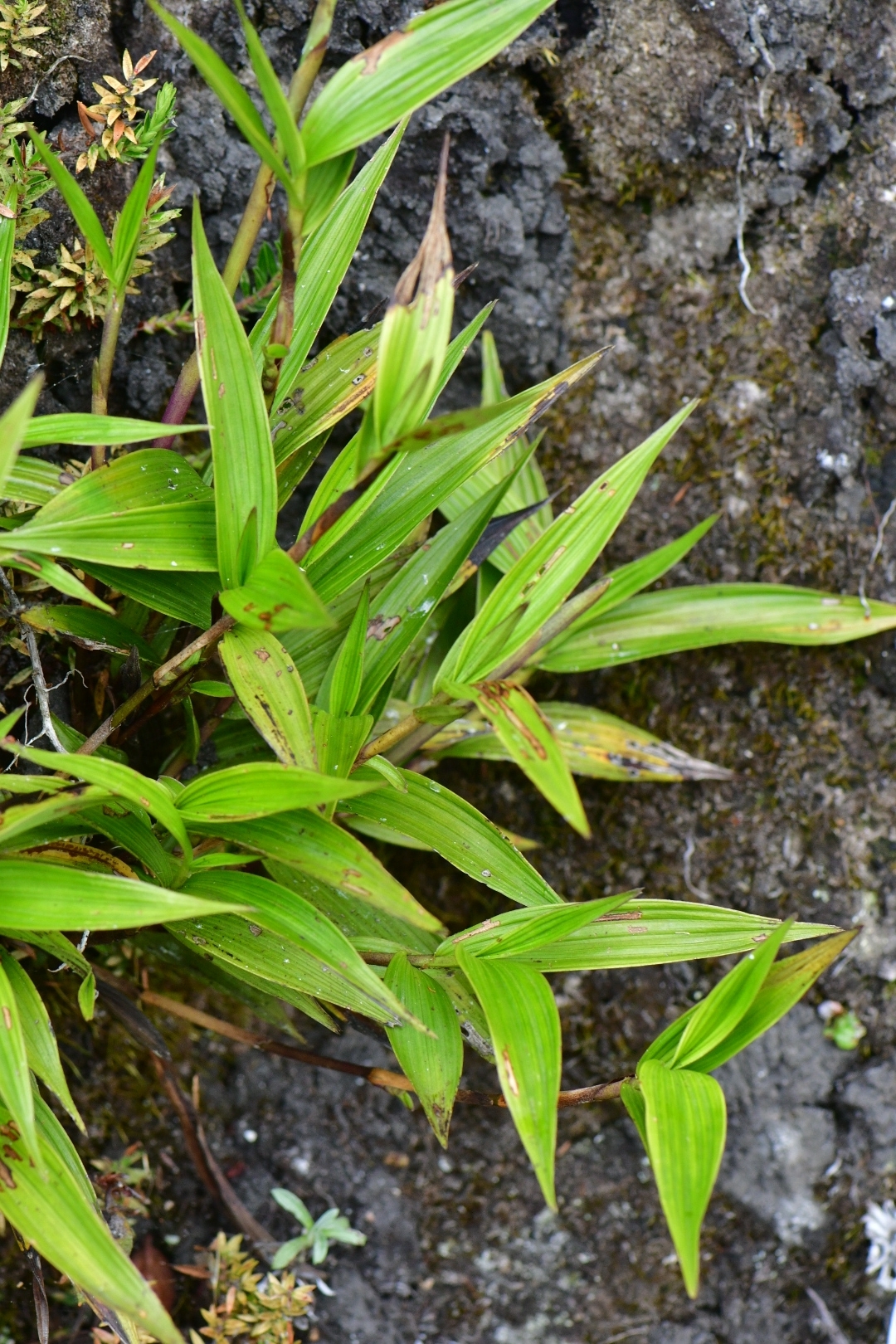 Chusquea asymmetrica
