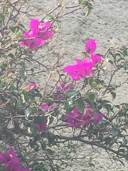 Bougainvillea
