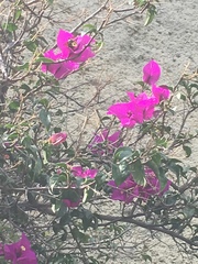 Bougainvillea