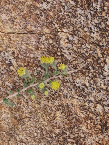 Image of Eriocephalus luederitzianus by no rights reserved