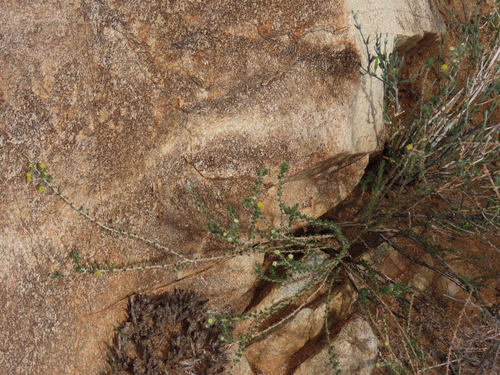 Image of Eriocephalus luederitzianus by no rights reserved