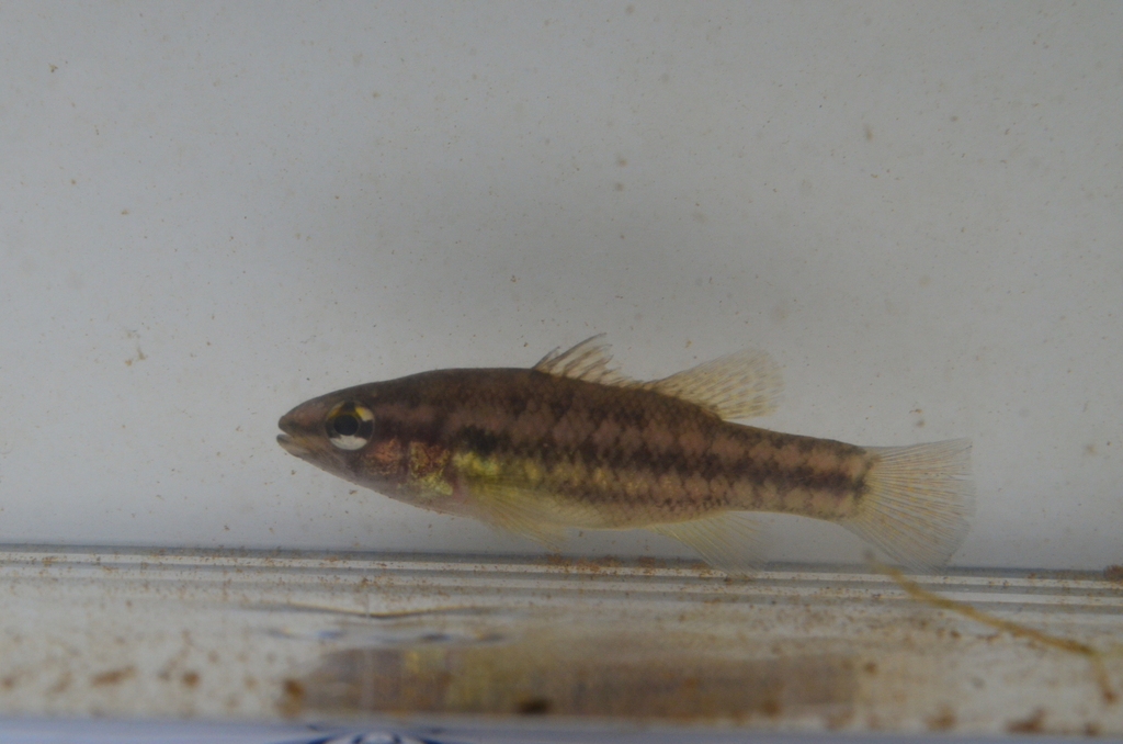 Balston's Pygmy Perch