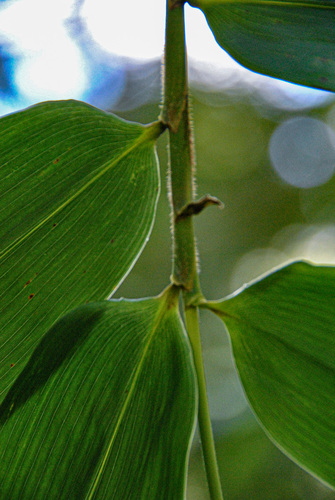Oreobambos buchwaldii