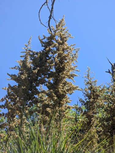 Foto de Cabeça-de-velho