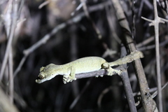 Uroplatus guentheri