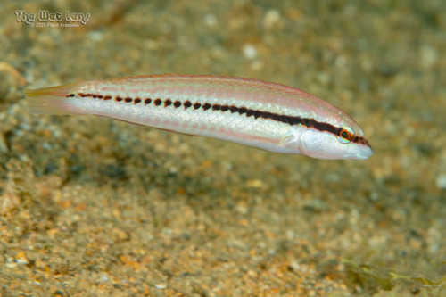 Slippery Dick