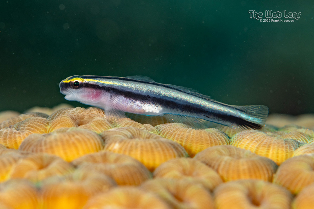 Sharknose Goby