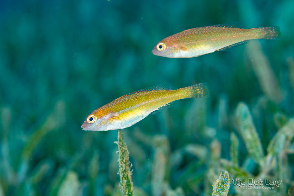 Blauwlip-papegaaivis (Cryptotomus roseus) — Scaridae