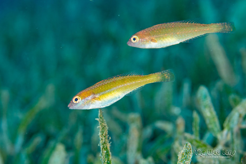 Bluelip Parrotfish (Cryptotomus roseus) — Scaridae