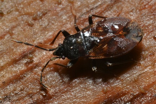 Drymus brunneus