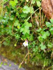 Euphrasia transmorrisonensis