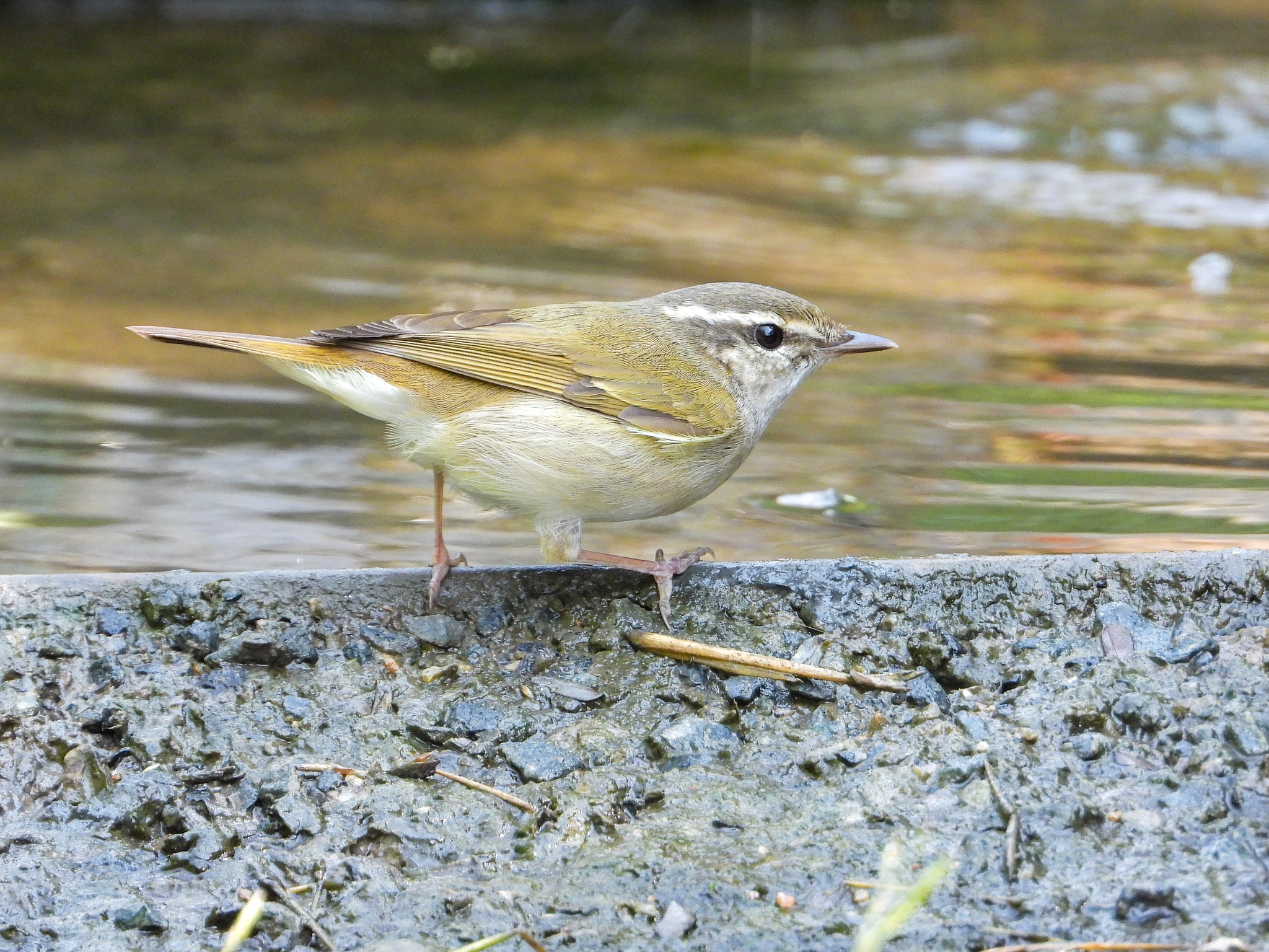 Pale-legged Leaf Warbler (Phylloscopus tenellipes), photo 1