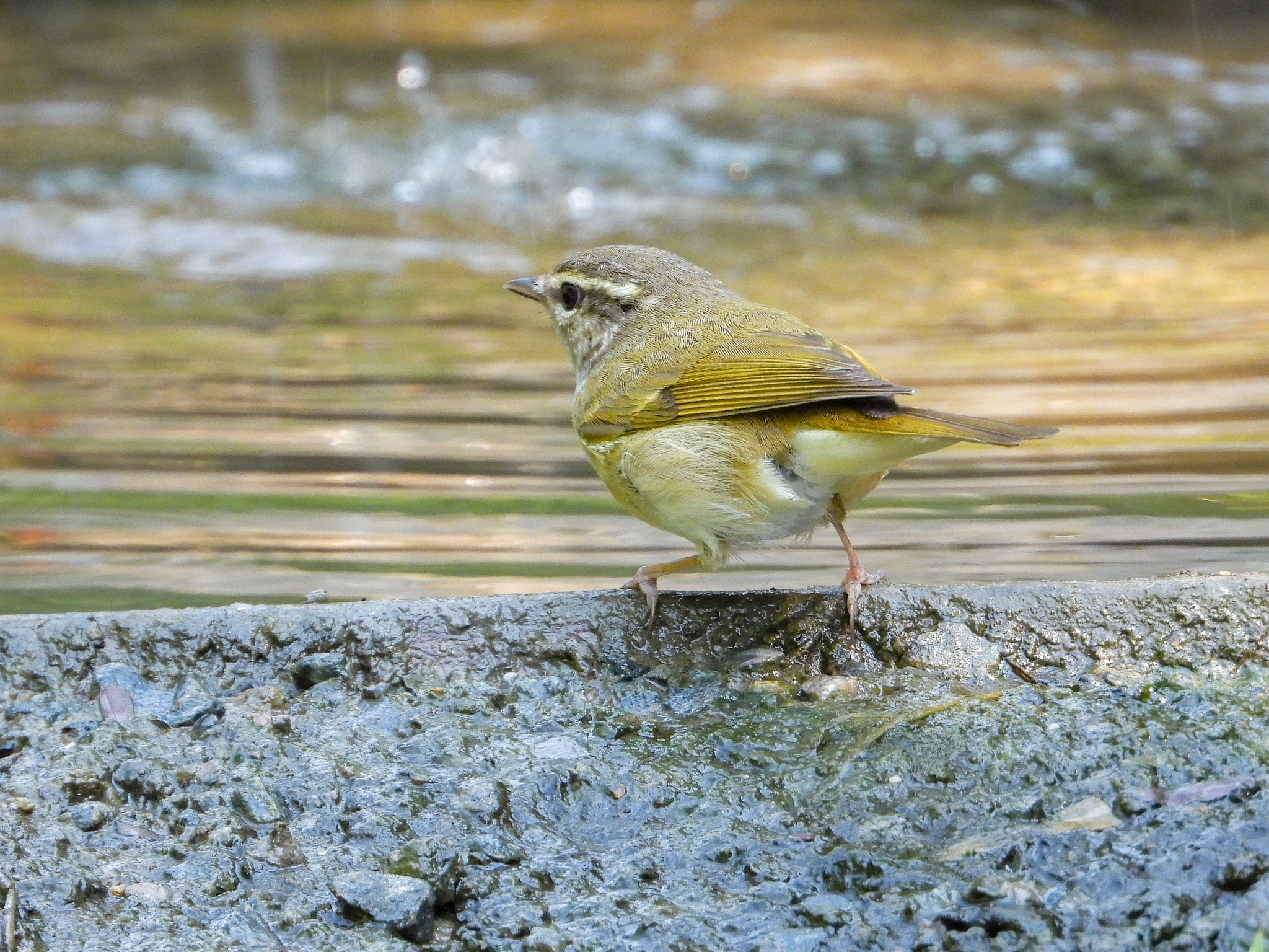 Pale-legged Leaf Warbler (Phylloscopus tenellipes), photo 2