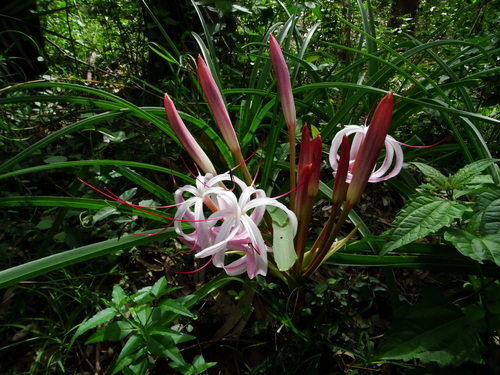 Crinum asiaticum