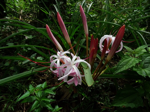 Crinum asiaticum