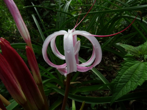 Crinum asiaticum