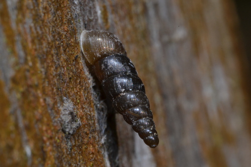 Wall Snail