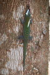 Phelsuma kochi