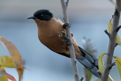 Heterophasia capistrata