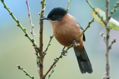 Heterophasia capistrata