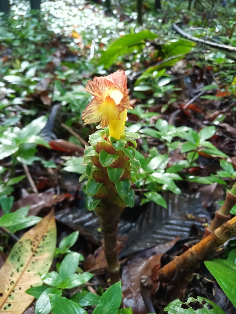 Costus claviger (Costus claviger)