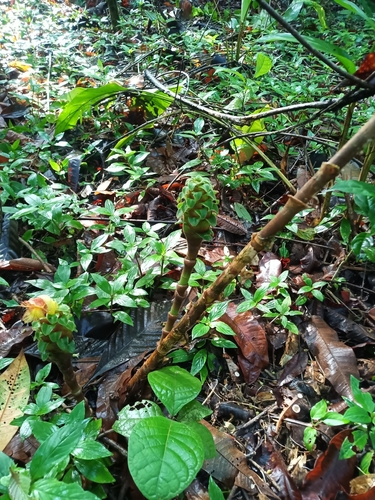 Costus claviger, photograph 3