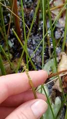 Eleocharis robbinsii