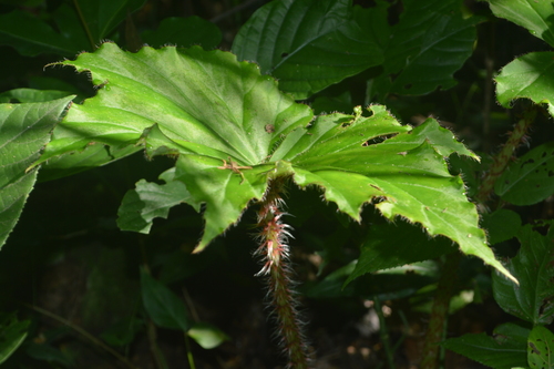 Star Begonia