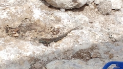 Aspidoscelis lineattissimus