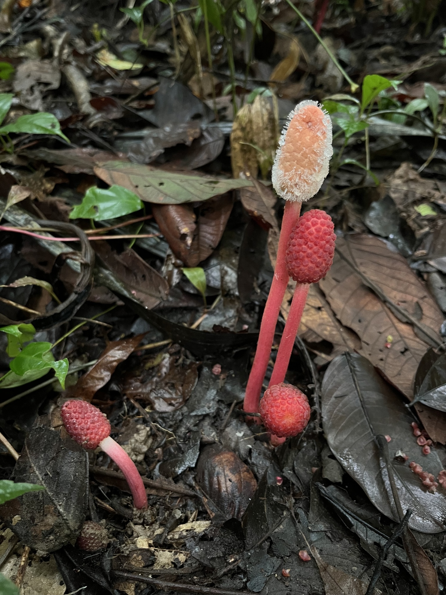 Imagem de Cipó-chumbo