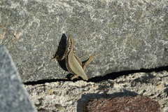 Podarcis muralis