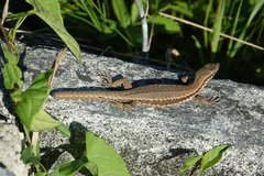 Podarcis muralis