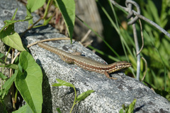 Podarcis muralis
