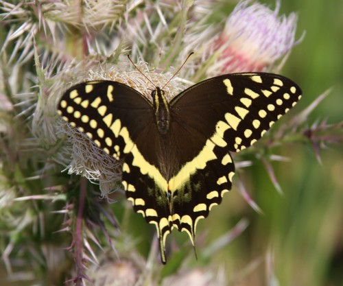 Palamedes Swallowtail