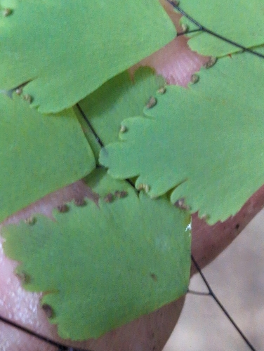 Image of Adiantum tenerum by no rights reserved