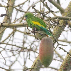 Brotogeris versicolurus