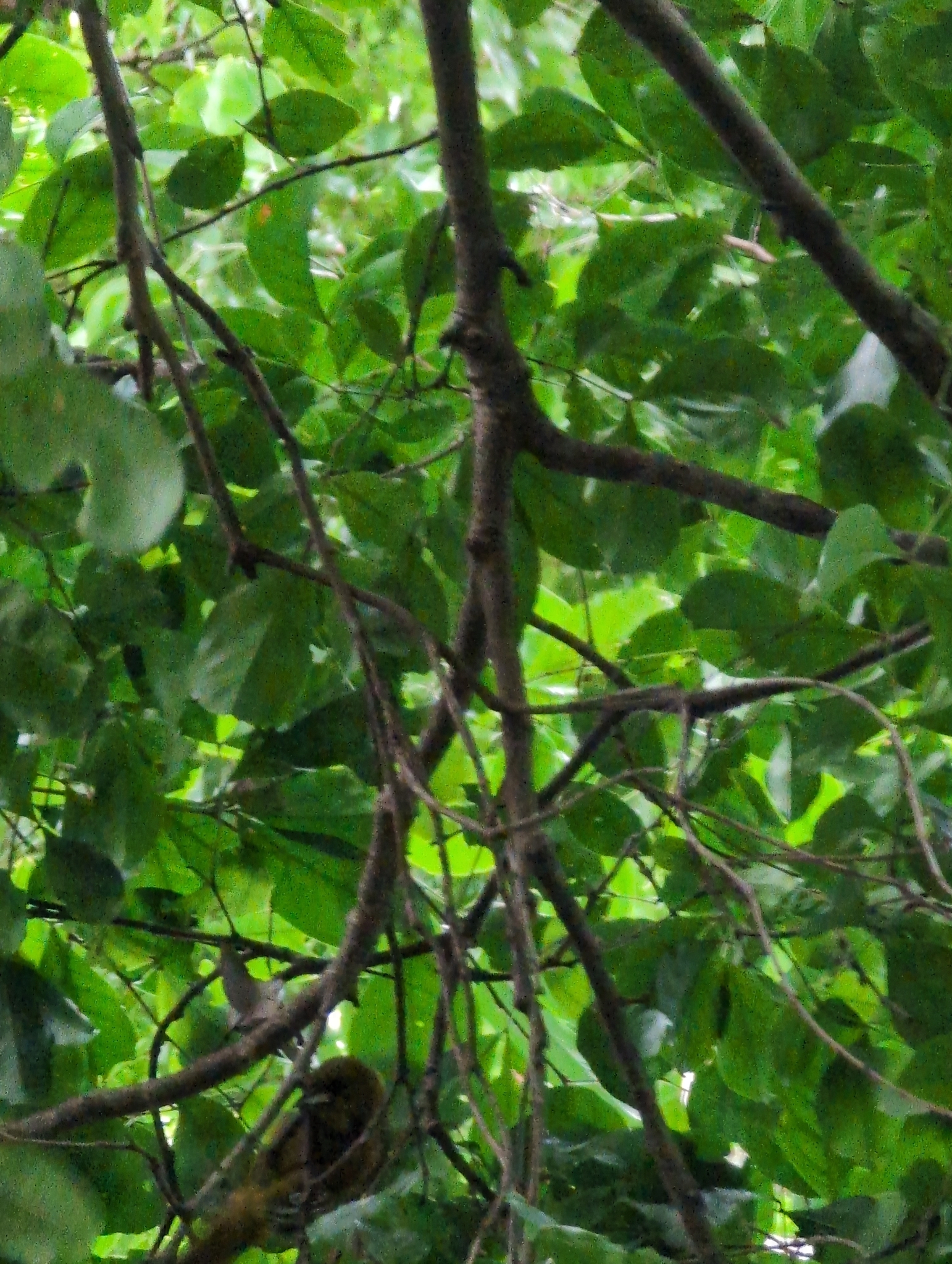 Montserrat Oriole (Icterus oberi), photo 2