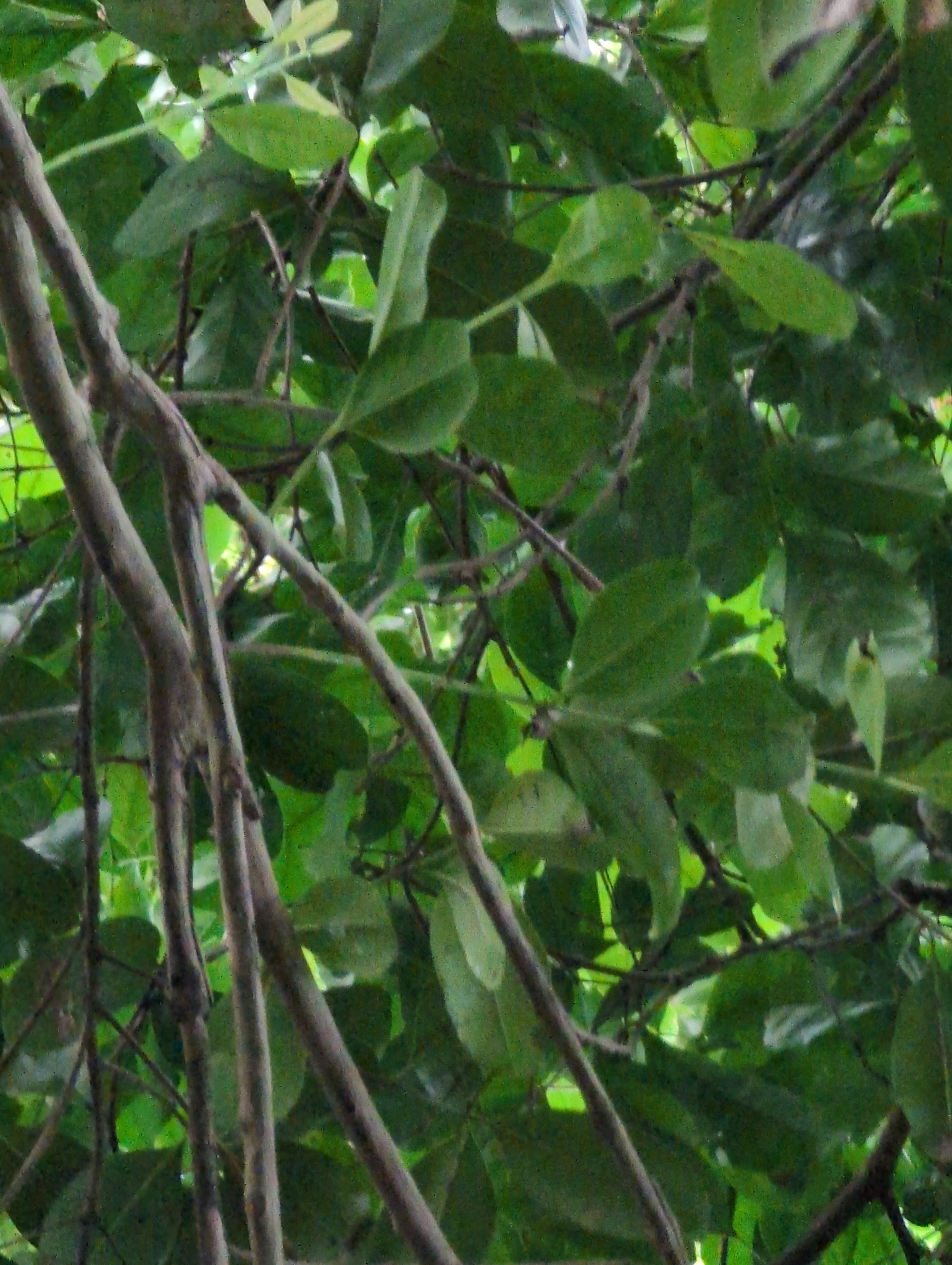 Montserrat Oriole (Icterus oberi), photo 3
